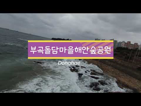 강원도 동해 | 겨울 명품 산책로 동해 '부곡돌담마을해안숲공원'