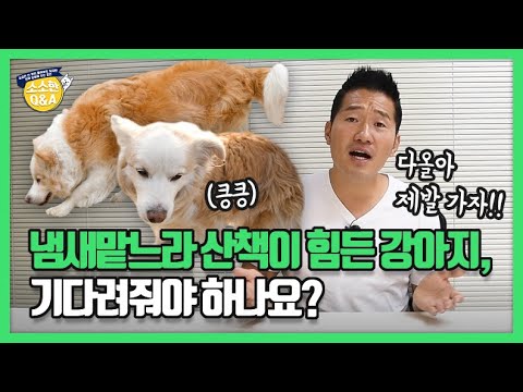 냄새맡느라 산책이 힘든 강아지, 기다려줘야 하나요?｜강형욱의 소소한 Q&A