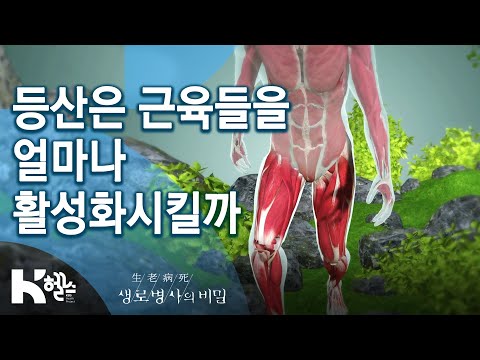 [생로병사의비밀] 665회 핫클립? - 등산은 ?근육들을 얼마나 활성화시킬까⁉