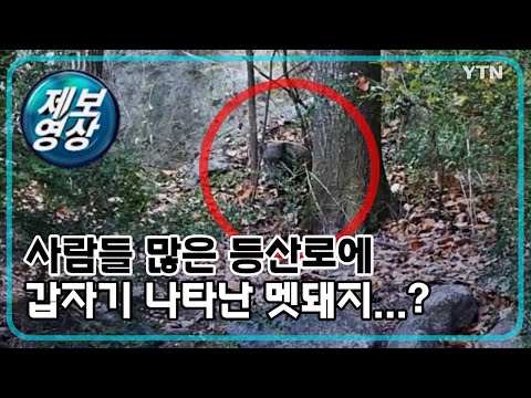 [제보영상] 사람들 많은 등산로에 갑자기 나타난 멧돼지...? / YTN